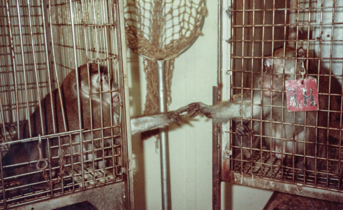 A film photo of two monkeys in small cages, reaching their hands to each other.
